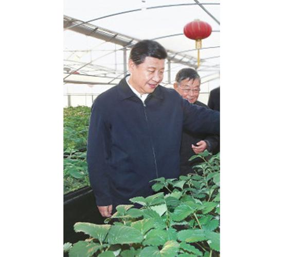 总书记在“四季春高效农业园”查看草莓生长状况