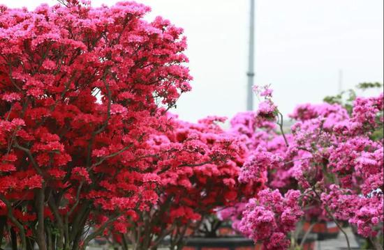 500年杜鹃花双王