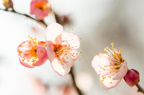 2019南京国际梅花节开幕 来微博邂逅梅花山