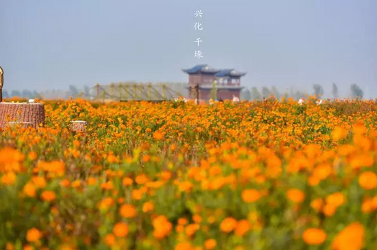 2019中国·兴化品蟹赏菊旅游季蓄势待发