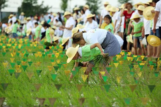 首届江南运河插秧节在常州市钟楼区启动