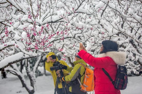 2019南京国际梅花节开幕 来微博邂逅梅花山
