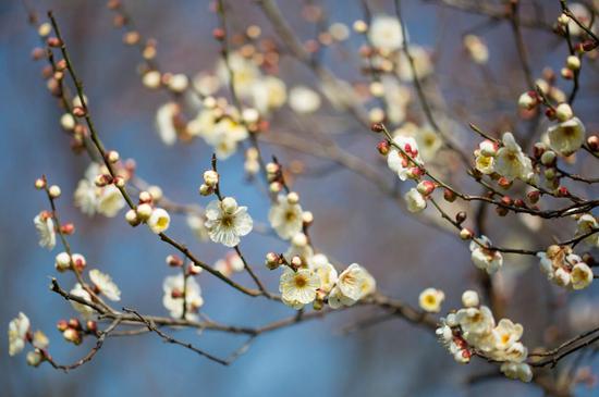 2019南京国际梅花节开幕 来微博邂逅梅花山
