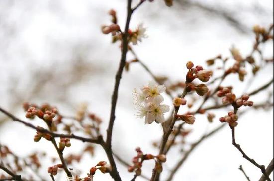 2月25日,消息树已经盛开