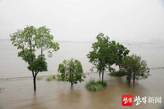 曾经的江边参天大树，现在的江里“水中盆景”。