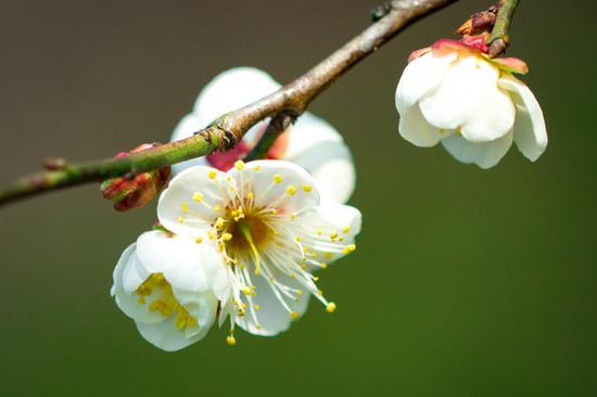 2019南京国际梅花节开幕 来微博邂逅梅花山