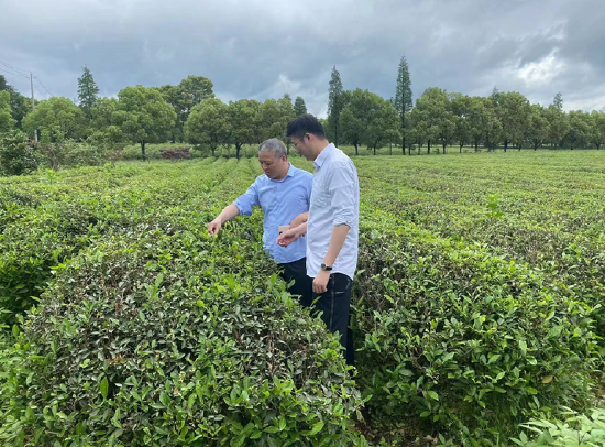 工行宜兴支行客户经理现场调研农业企业茶树种植情况