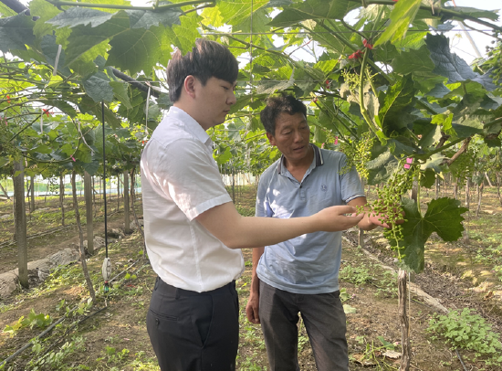 工行江阴支行客户经理了解家庭农场葡萄种植情况