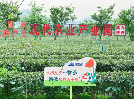 茶香村里的金融春风  ——瑞众保险助推英德百亿红茶产业振兴