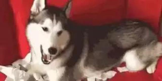 厨师凌晨从4恶犬口中救下老人 治疗费或需25万