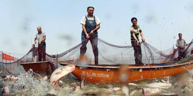 我省加强长江水生生物保护 2020年重点水域常年禁捕