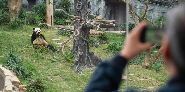 8岁女童翻越护栏掉落大熊猫活动场 景区：无大碍