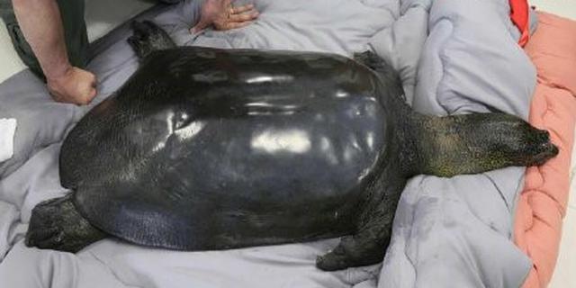 第五次人工授精失败 中国最后一只人工饲养雌性斑鳖去世