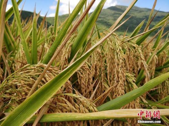 水稻资料图。中新社记者 王晓斌 摄
