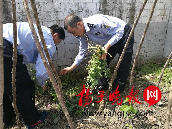 铲除罂粟“零容忍” 丹阳警方查找用上“无人机”