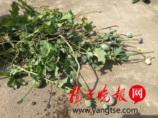 铲除罂粟“零容忍” 丹阳警方查找用上“无人机”