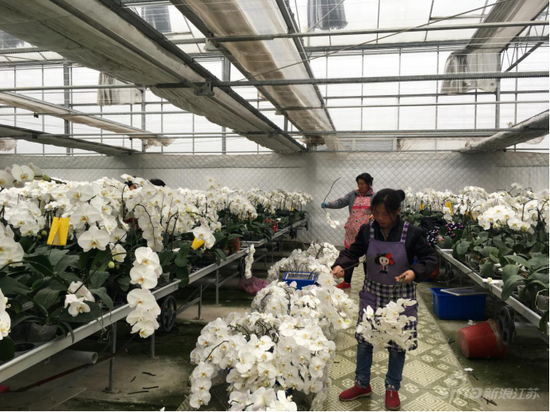 皇达花卉淮安生产基地