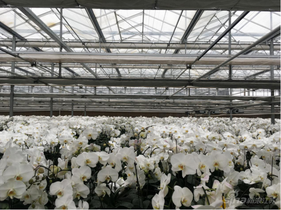 皇达花卉淮安生产基地