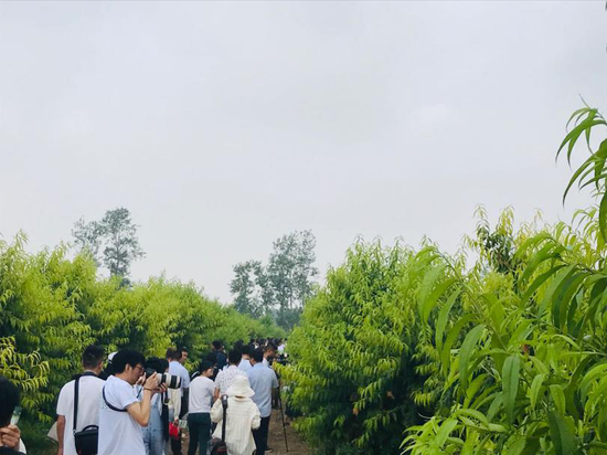 大部队挺进桃园梦工厂