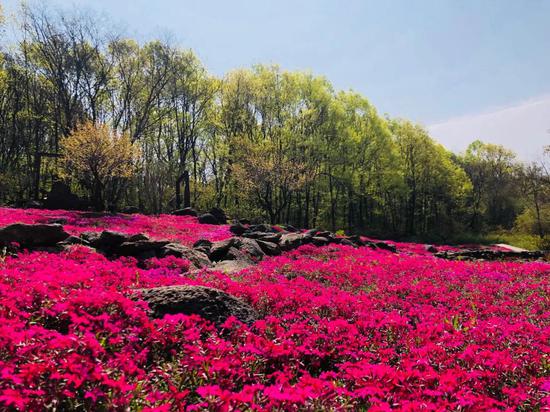 图/铁山寺国家森林公园