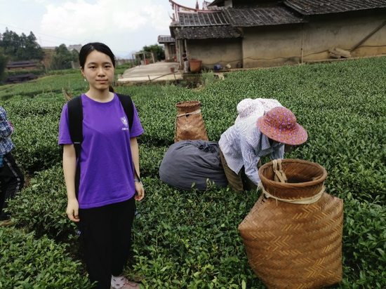 在安溪县感德镇体验采茶