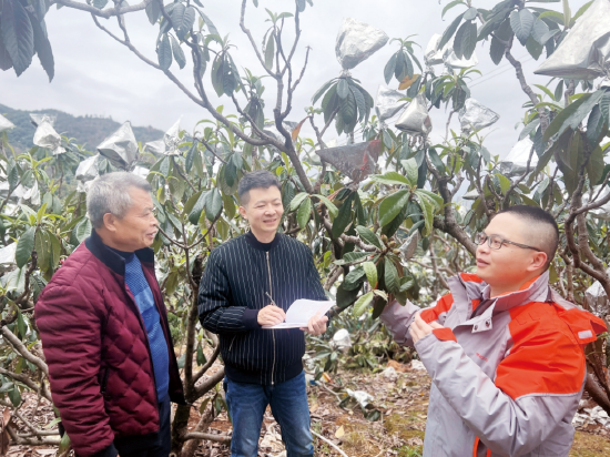 农户与平安产险工作人员交流隆冬枇杷种植注意事项。叶晓萍/摄