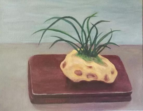 石上兰草(30x20cm)