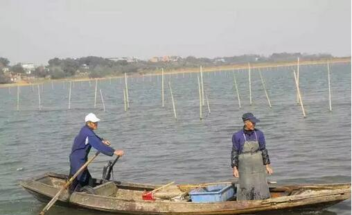 太湖围网清拆调查 螃蟹养到太湖里 没想到代价这么大