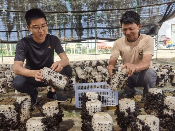 来自太平人寿新疆分公司的振兴村驻村第一书记,正在查看木耳长势