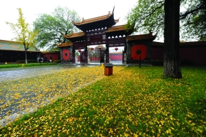 树下落满黄叶,像金黄的地毯