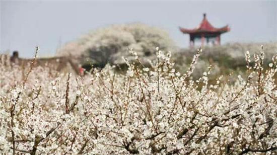 溧水被誉为"梅的故乡",有"万亩花海,十里梅林"之称,傅家边农业科技