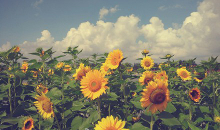 秋日盐城花海游记