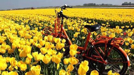 看盐城荷兰花海如何做足花文章