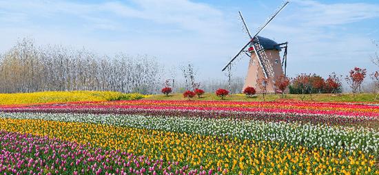 看盐城荷兰花海如何做足花文章