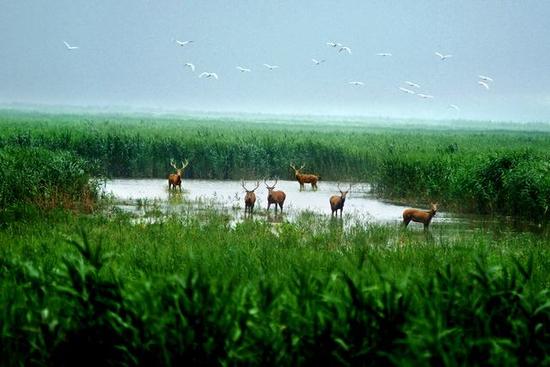 盐城市大丰入选国家全域旅游示范区首批创建