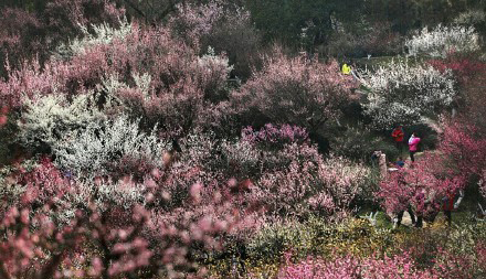 南京国际梅花节 梅影动人