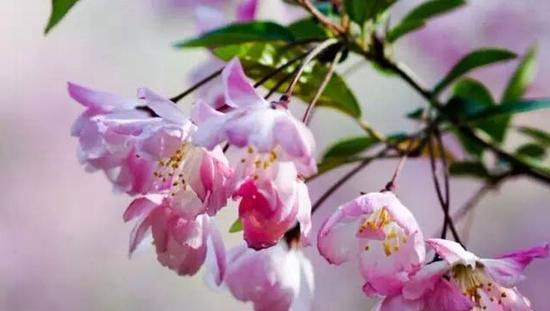 打开盐城赏花地图 一起去访梅赏樱寻春