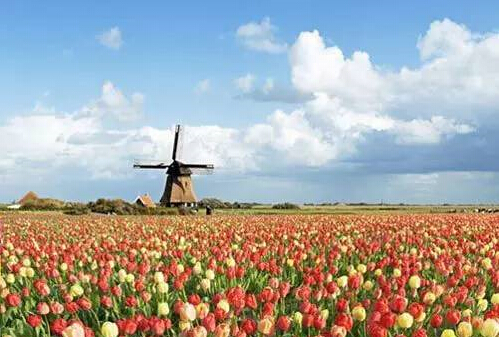 打开盐城赏花地图 一起去访梅赏樱寻春