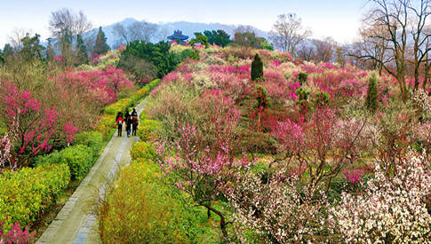 南京市明孝陵景区3000株樱花进入观赏期(组图