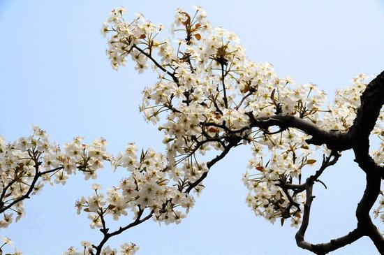 春天去哪里 连云港绚丽花海等你来