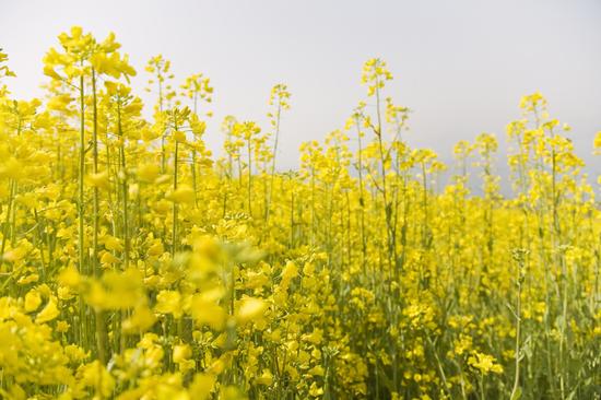 春天去哪里 连云港绚丽花海等你来