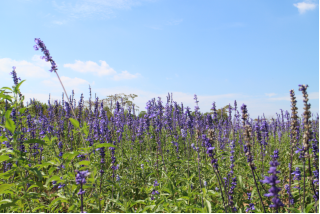 春天去哪里 连云港绚丽花海等你来