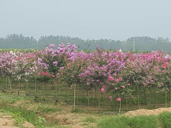 春天去哪里 连云港绚丽花海等你来