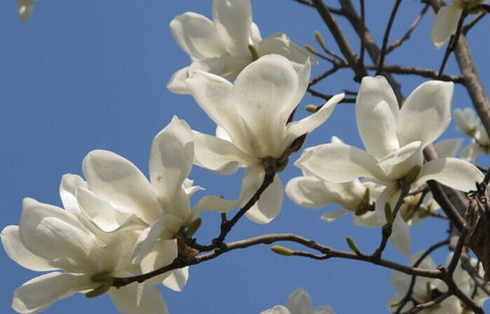 春天去哪里 连云港绚丽花海等你来