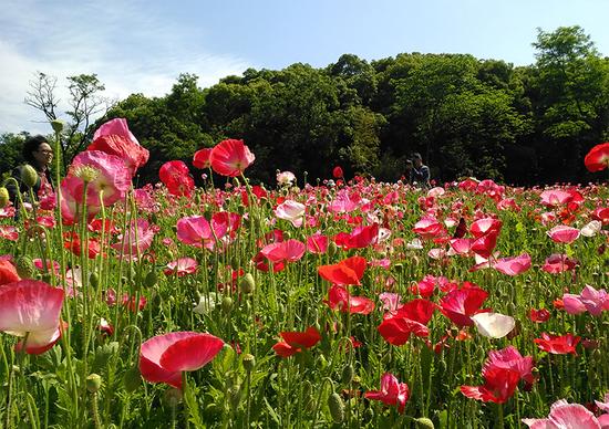 吃喝玩乐游无锡 不负四月好春光