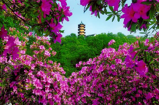 吃喝玩乐游无锡 不负四月好春光