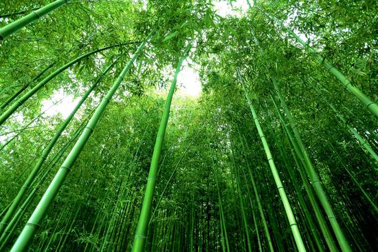 盐城东台首届森林休闲节五一开幕