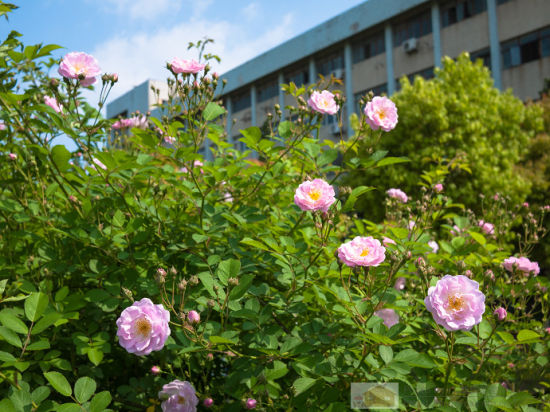 傍着校园的蔷薇