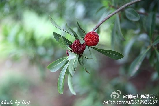 纯天然无公害的南京溧水区石湫杨梅(图/@神马都是浮云nj)