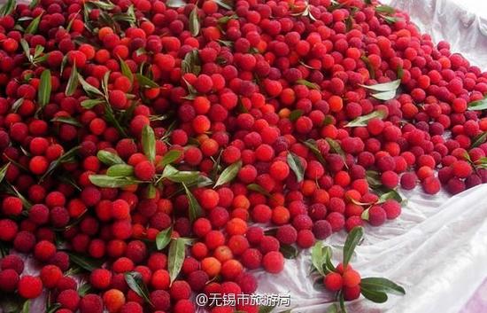 红沙湾农业观光区 太湖湖畔品杨梅